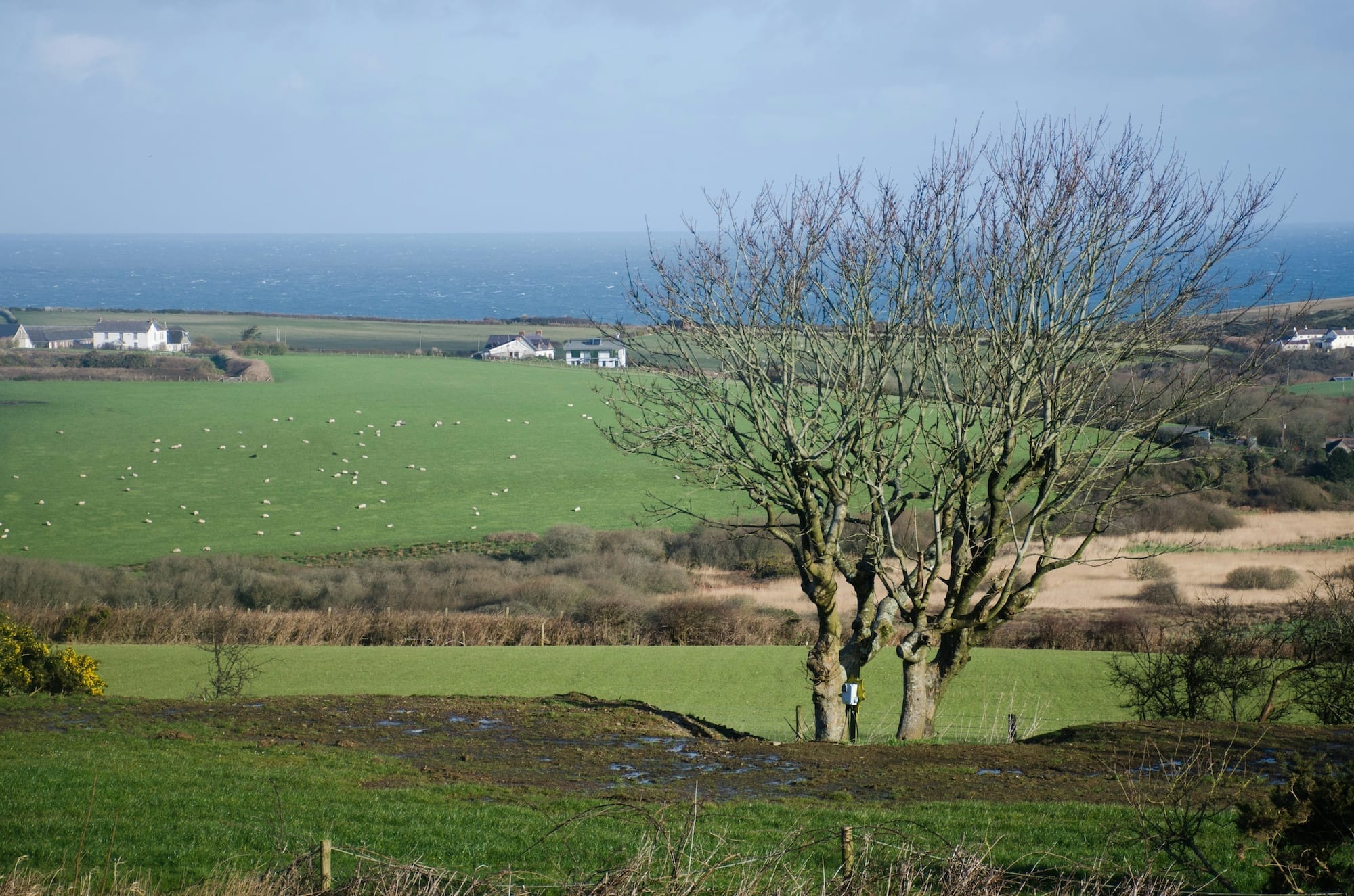 A leafless tree stands in a green field on a North Wales farm with scattered sheep, distant houses, and the sea visible on the horizon beneath a partly cloudy sky.