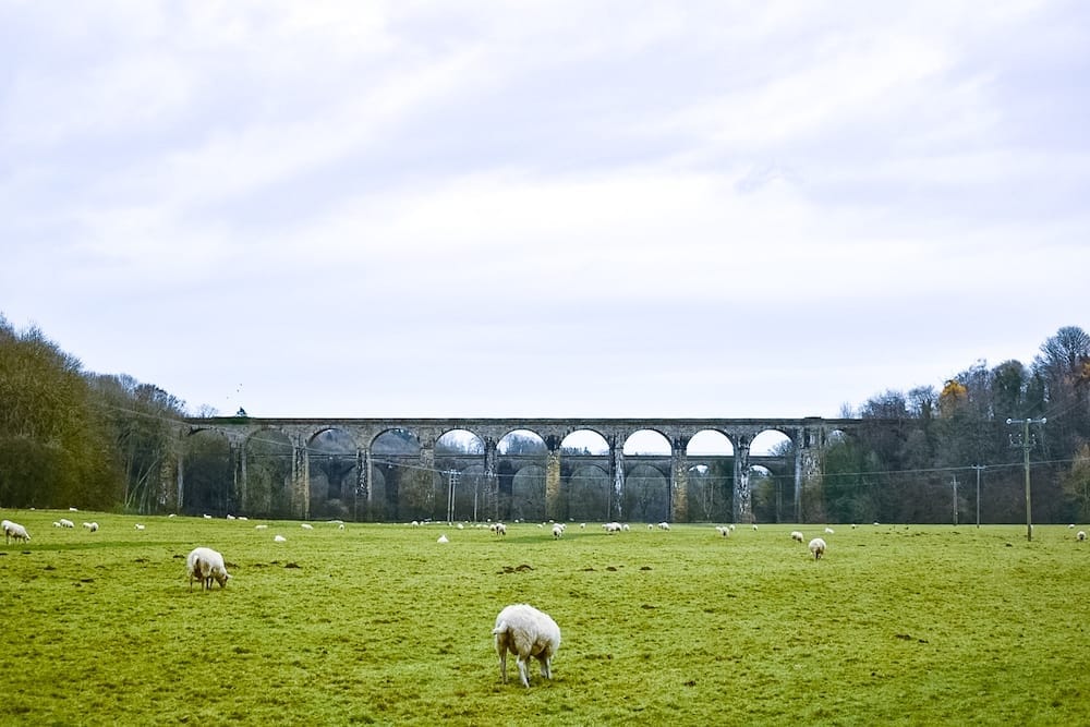 Sheep grazing in a grassy field with a large stone viaduct and arches in the background under a cloudy sky.