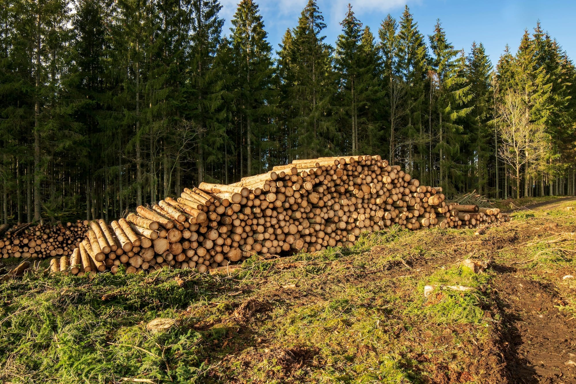 A large stack of cut logs is piled in front of a dense forest of evergreen trees on a clear day.