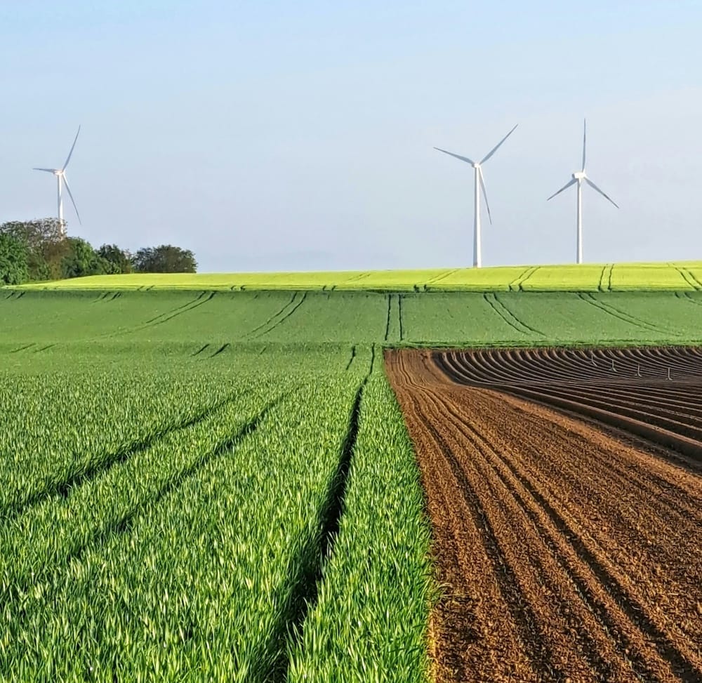 A cultivated field with rows of green crops and tilled soil, with three wind turbines in the background under a clear sky.