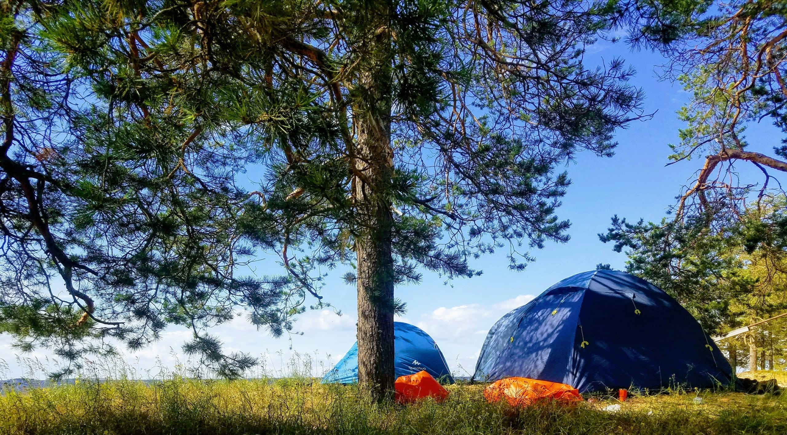 Two blue tents are set up on grassy ground under tall pine trees, with orange gear scattered nearby and a clear blue sky in the background.