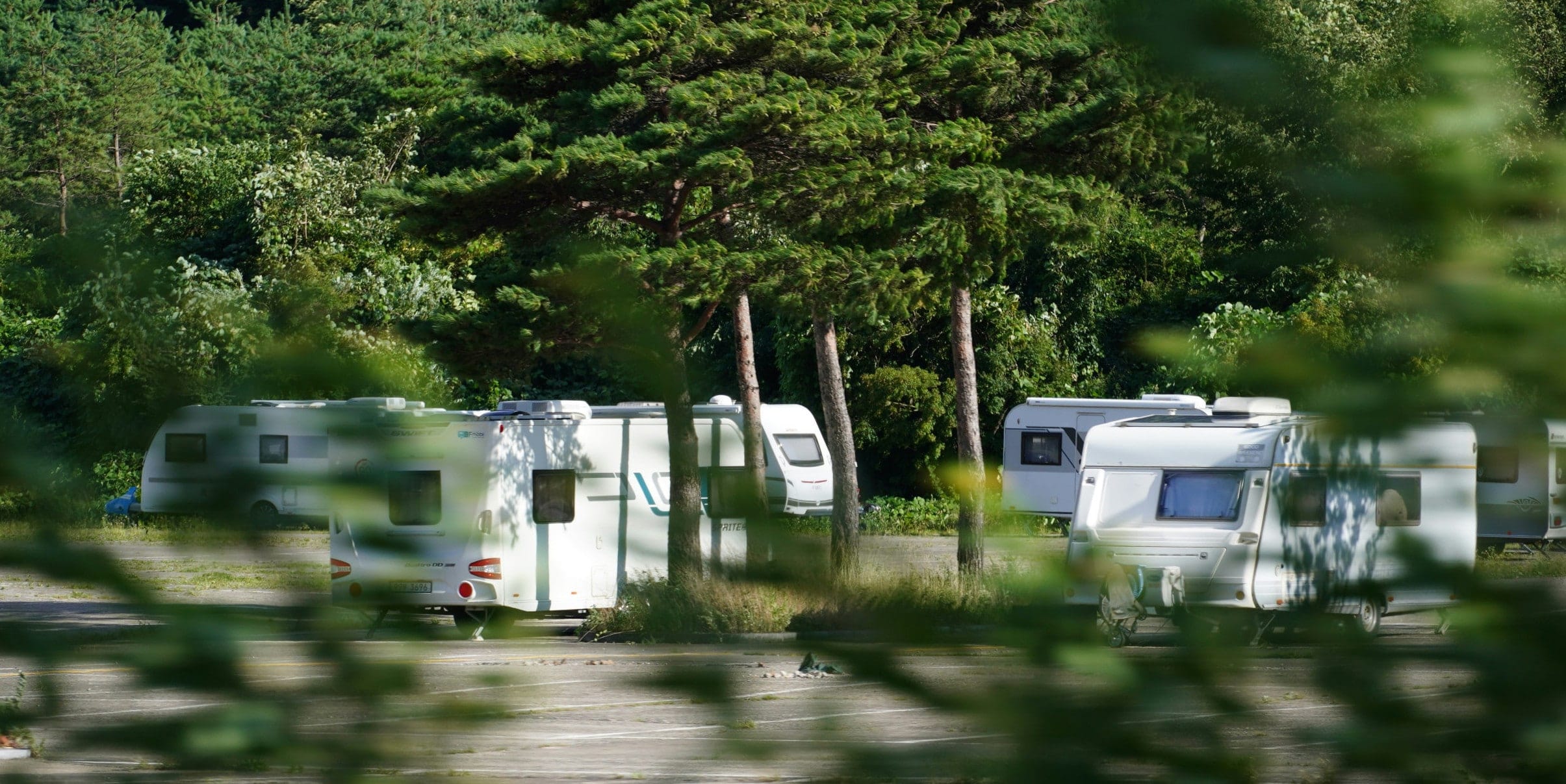 Several white camper vans are parked on a paved area surrounded by tall trees and greenery, hinting at a caravan site increasing capacity, with some foliage partially obscuring the view.