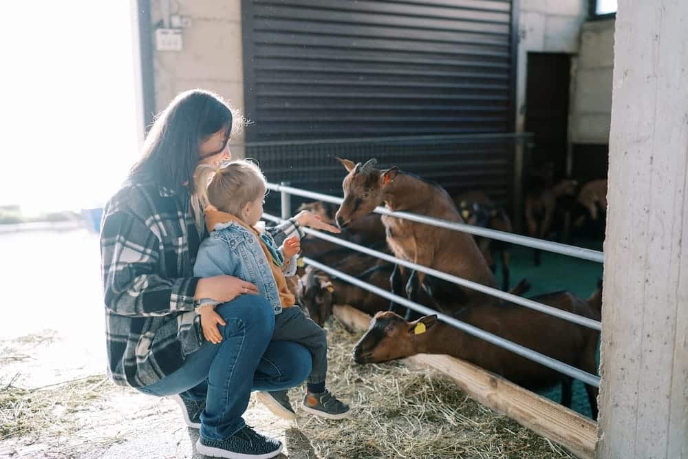 A woman and child kneel by a pen, feeding several brown goats inside a barn.