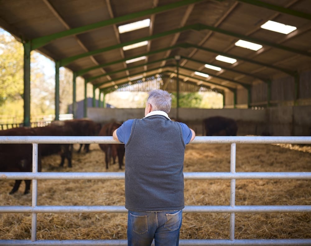 A man stands with his back to the camera, leaning on a metal fence inside a barn, observing several cows in a straw-covered enclosure.