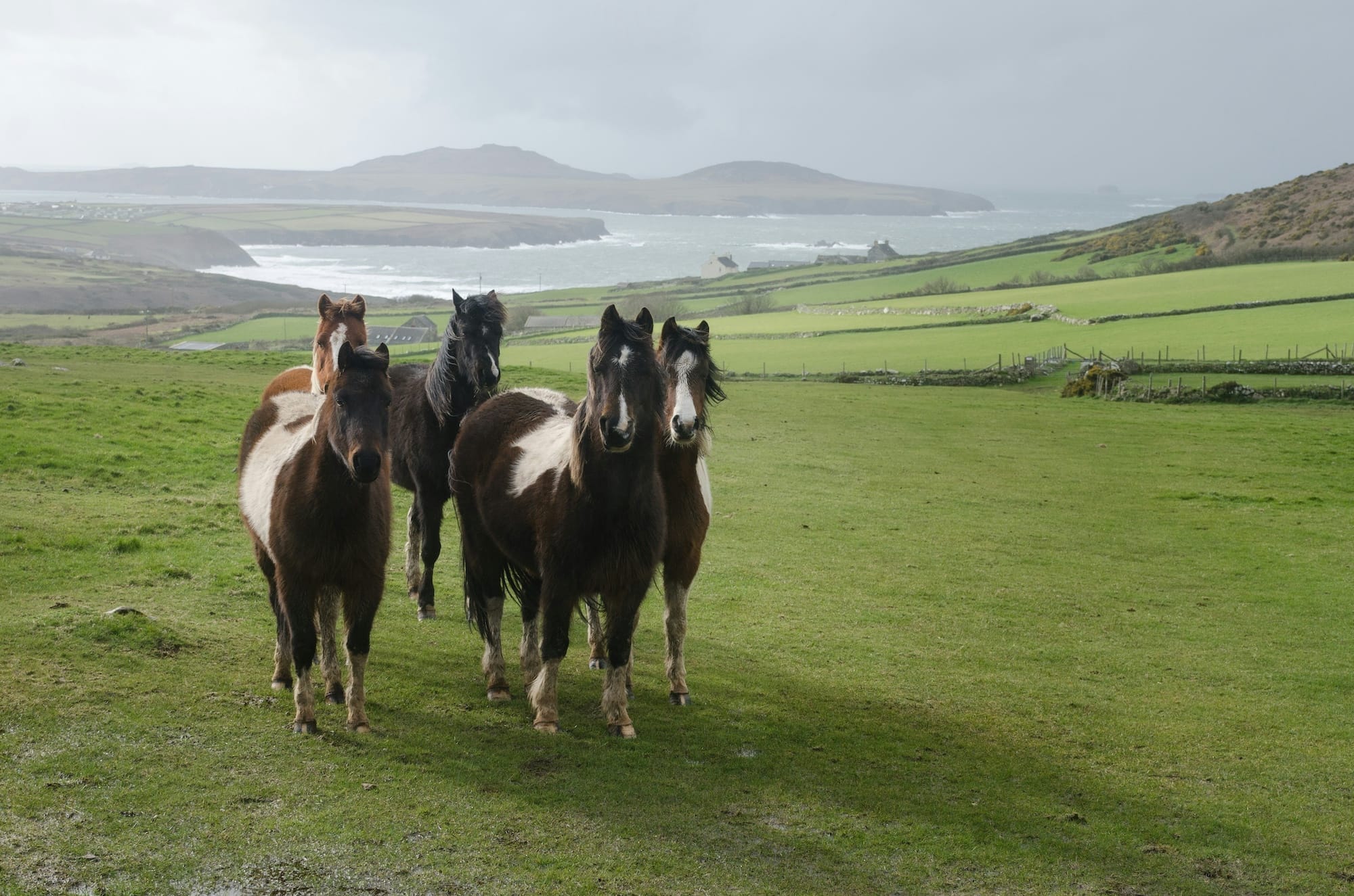 A group of ponies on top of a hill.